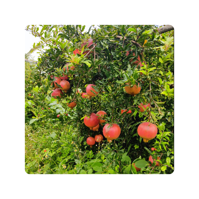 Whole New Season For Fresh Pomegranate Premium Quality with cheap Price Natural Healthy Fruits - Image 4
