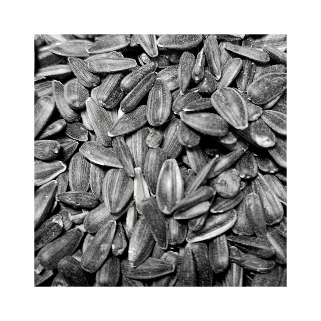 Wholesale Sunflower Seeds discount price bulk supply fast delivery premium seeds - Image 2