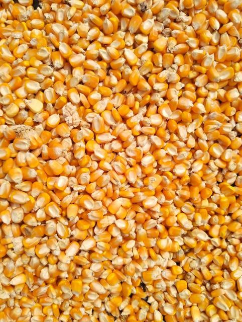 Indian Yellow maize - Image 3