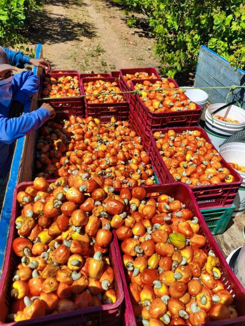 Frozen Cashew Apple (Caju) IQF – Whole Fruit & Pulp | Brazilian Origin | Export Grade - Image 2