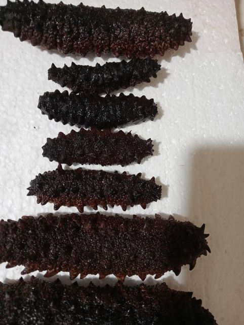 Dried Sea Cucumber  New season Form Other Organic Yes Grade Premium Color Dark Black Origin Regional, Worldwide Processing Method Sun-dried - Image 3