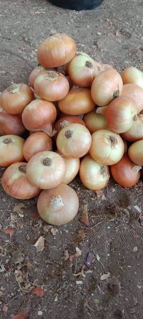 Onions Organic No Origin Egypt - Image 4