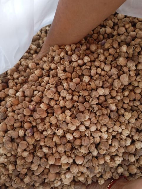 INDONESIAN WHITE CARDAMOM ORIGIN JAVA - Image 2