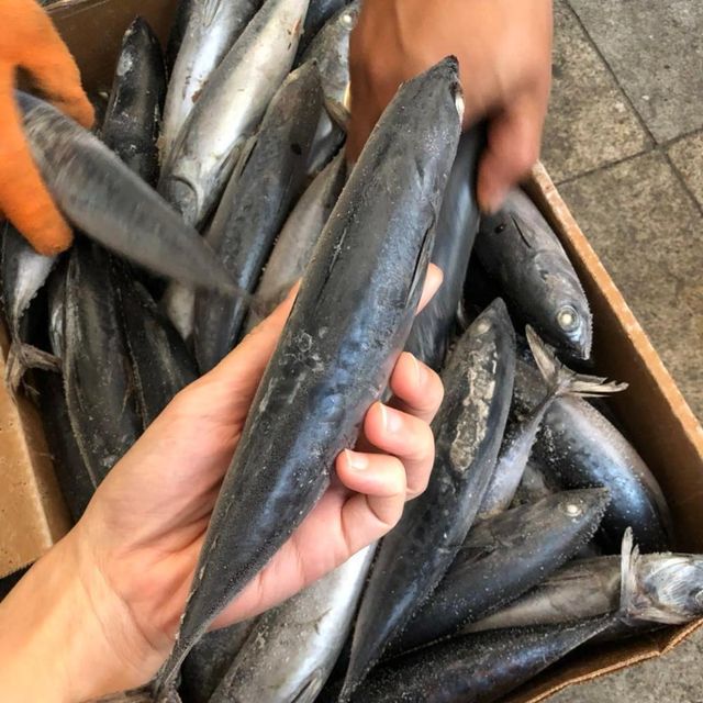 Frozen Tuna Fish Export Ready Seafood Selection Featuring Firm Meat Structure And Outstanding Nutritiona - Image 2