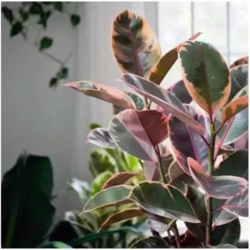 Hot Sale Black Indoor Plants Ruby Ficus MOQ 100 Origin China Scent Odorless Model NO. ficus Type Potted Flowers Deliver Time 15days - Image 6