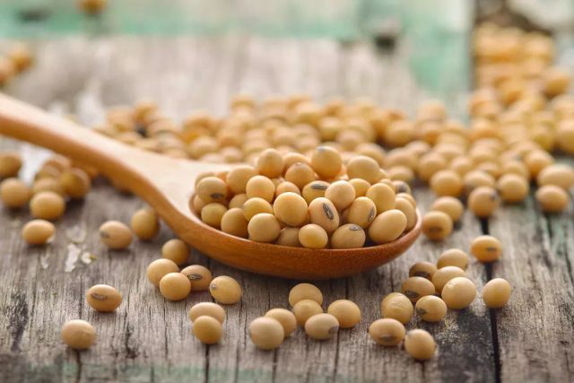 High Quality Based Non-GMO Wholesale Fresh SOYBEAN High Quality Ready to Ship Sprouting and Food Grade Yellow Soybeans - Image 4