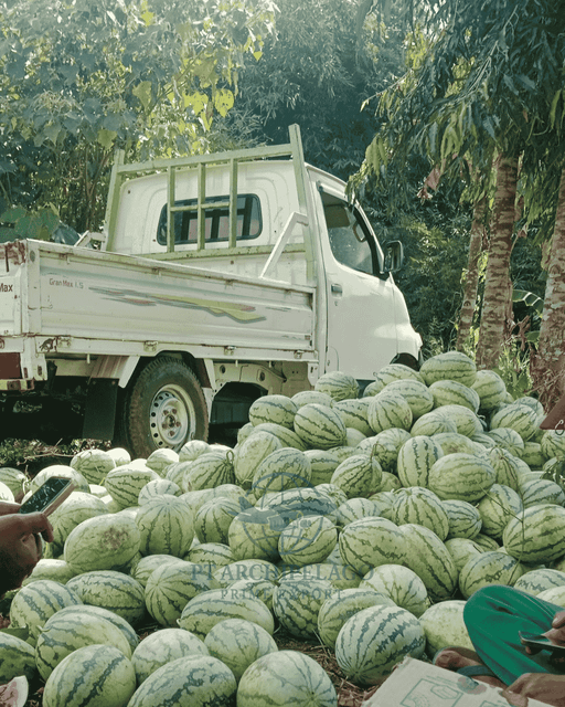 watermelon / Indonesian watermelon / tropical fruit Color Green Packaging by request - Image 4