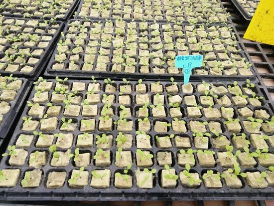 Wholesale Price Hydroponics 5X5X4cm Rock Wool Manufacturer Size Large Color Beige Trademark G&N Density 80kg/M3 Manufacturer - Image 6