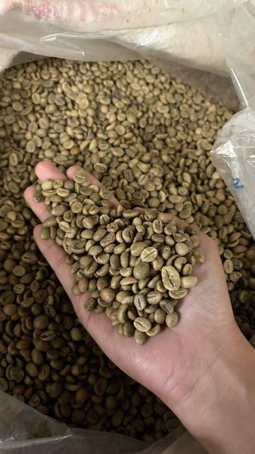 green beans Robusta - Image 3