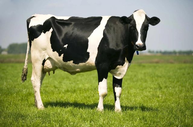 Genuine Holstein Friesian Cows High Quality Dairy Breed Strong Genetics Excellent Health Wholesale Price Offer Available - Image 2