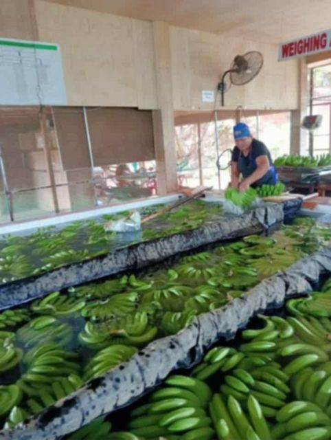 Fresh cavendish banana - Image 4