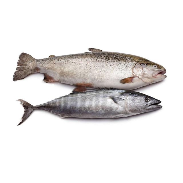 Fresh Norwegian Salmon Naturally Nutritious Atlantic Fish With 100% Fresh Quality For Seafood Buyers - Image 3