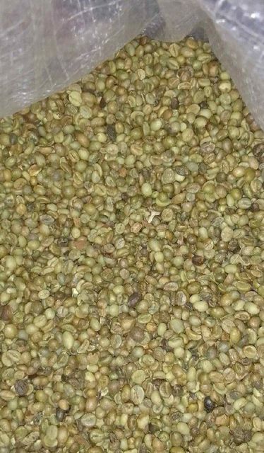 Robusta coffee beans - Image 3