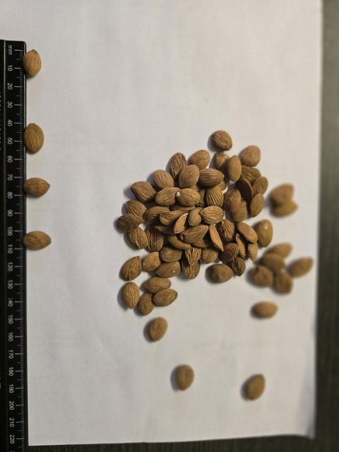 Peach kernels - Image 1