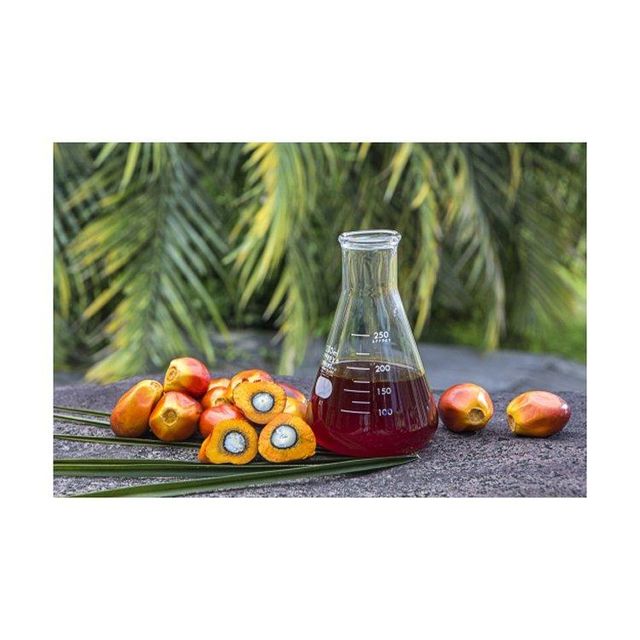 Premium edible palm oil manufacturer providing refined palm cooking oil for restaurants fast food chains catering services and food production industries with large quantity supply and global export shipping. - Image 4