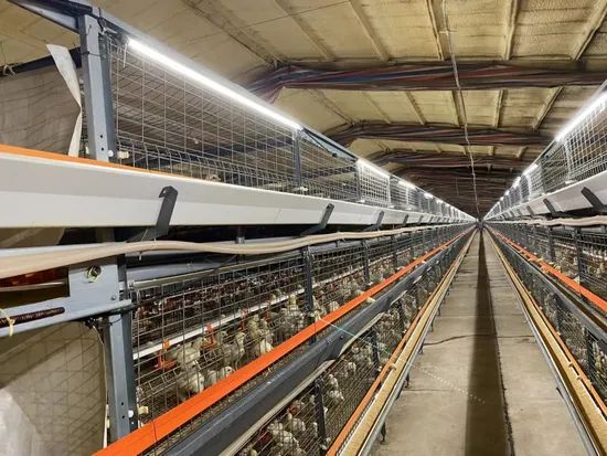 Green Lighting 6.5W IP67 LED Poultry Light Tube for Poultry Farm - Image 6