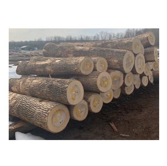 Ash Logs | Hardwood Ash Wood Round Logs For Sale Bulk Transport Destination Worldwide - Image 1