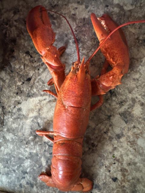 Lobsters - Image 1