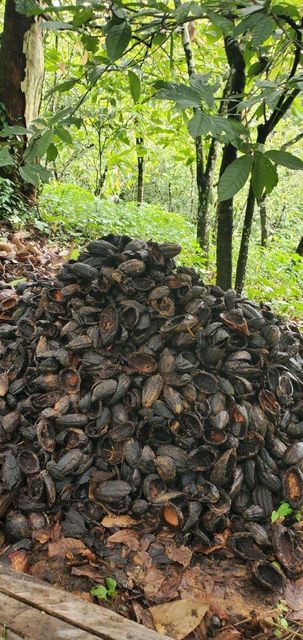 Cocoa Shell - Image 2