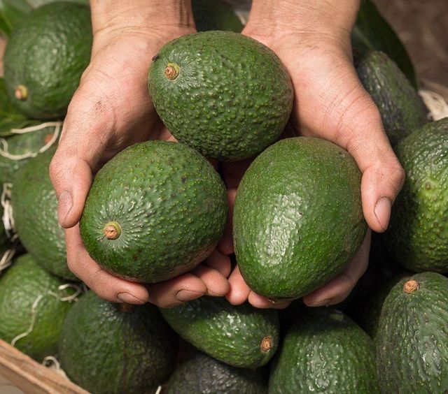 Premium Ugandan Hass Avocados - Image 1