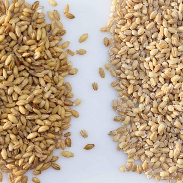 High Quality Barley Grain For Bulk Orders Fresh Barley Grain Packed With Care For Global Distribution - Image 4