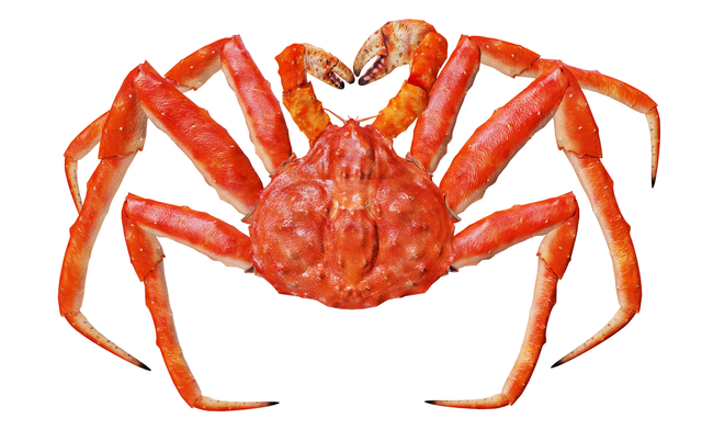king crab Grade A Color RED Product Form Live Texture Soft Shell Instruction for use EAT Place Of Origin Romania Intended Use Fresh/frozen/seafood For Sale - Image 1