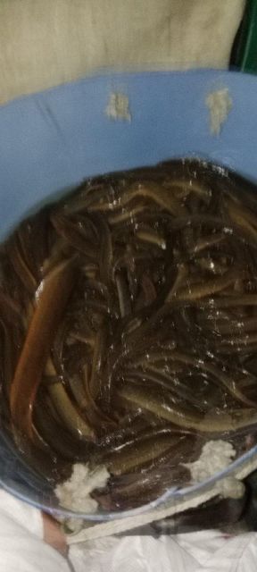 Eel fish - Image 3
