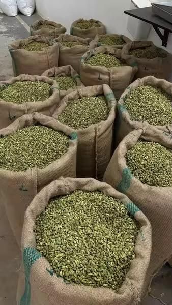 High Quality Wholesale Green Cardamom Supplier – Export Grade Handpicked Green Elaichi Pods with Intense Aroma, Rich Essential Oils, Natural Flavor, Food Grade Purity, Long Lasting Freshness for Culinary, Beverage, Medicinal and Industrial Applications Worldwide - Image 4