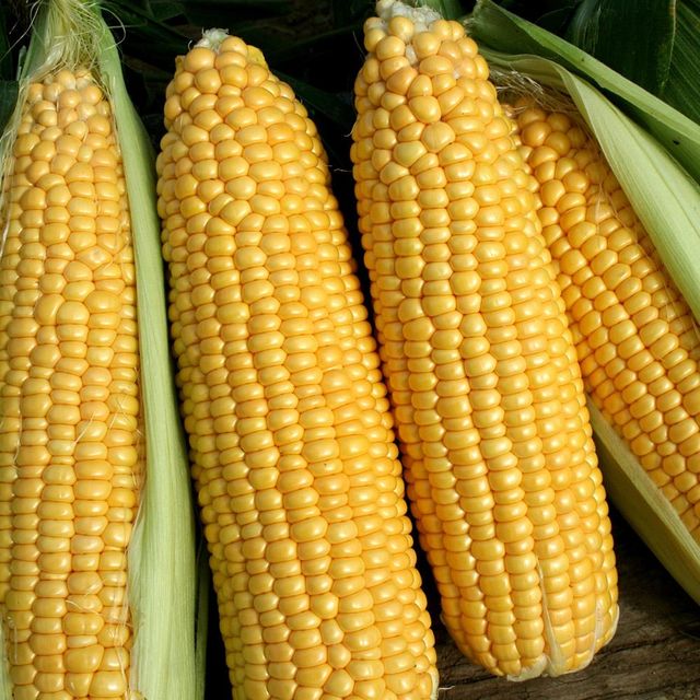 Yellow Corn Grain For Poultry Cattle And Aquaculture Feed Preparation With Reliable Export Availability - Image 3