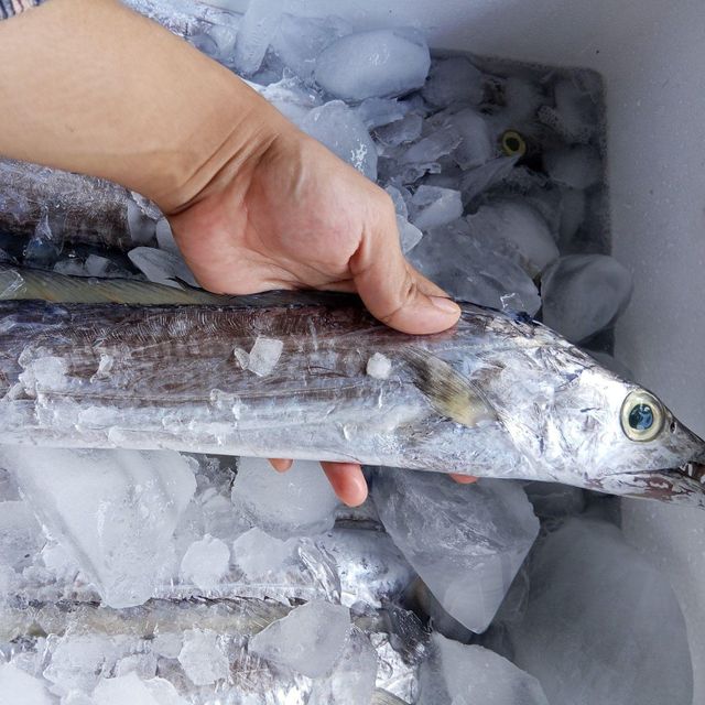 Fresh Frozen Whole Ribbon Fish - HIGH QUALITY - Image 2