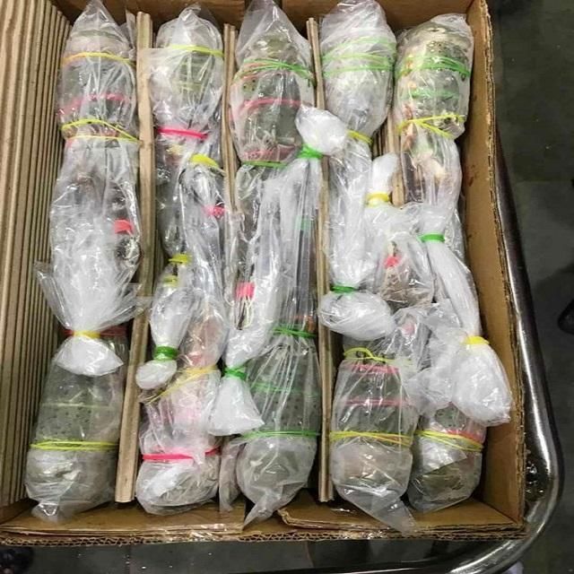 Frozen Crayfish Export Quality Whole Seafood Packed For Reliable Bulk Supply To International Import Buyers - Image 4