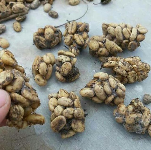 Greenbeans Wild Luwak Arabica Gayo - Aceh Indonesia – product photo 3, product detail gallery