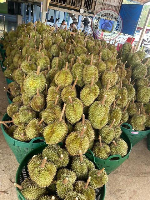 Whole Durian Mon Thong Premium Fresh Organic King of Fruits Original Taste From Thailand Rich & Creamy 3-4 PCS/BOX (Whole) - Image 5