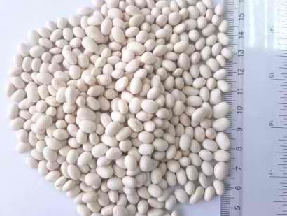 White Pea Beans - Image 1