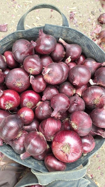 Fresh onions. - Image 5