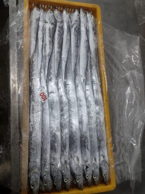 frozen ribbon fish size 1/2,2/3 and 3up Freshness Level Frozen - Image 1