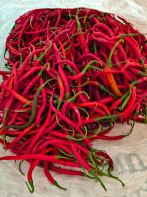 Fresh Chili Red Curly Chili - Image 4