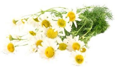 Roman chamomile essential oil Purity 100% Natural Place of Origin Bulgaria Calming Effect Very Calming Plant Source Anthemis Nobilis - Image 2
