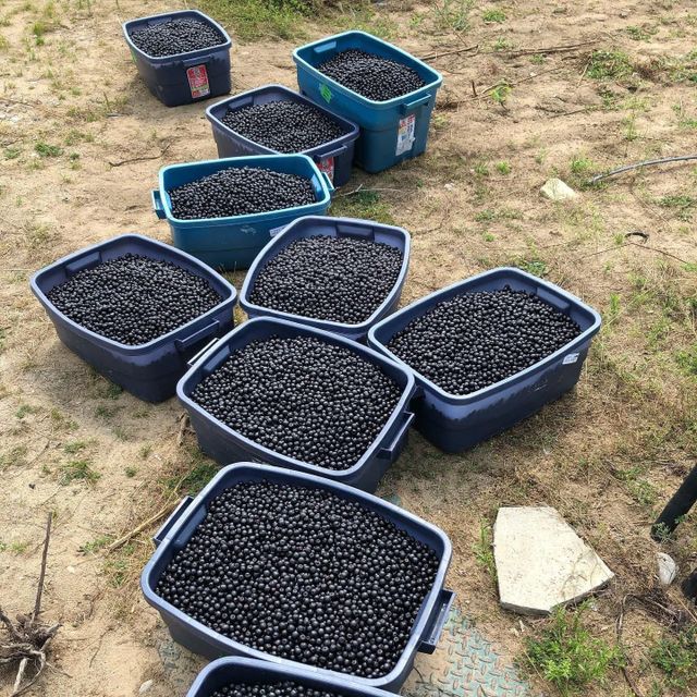 Aronia Jam - Image 2