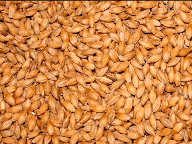 Top Grade Malt Barley Wholesale Stock Available At Competitive Factory Price - Image 4