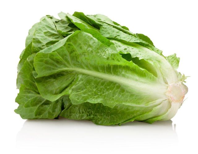 Romaine lettuce Flavor Mild Texture Crunchy Freshness Superior Export Demand High Packaging Carton box Shelf Life 3 days in open - Image 1