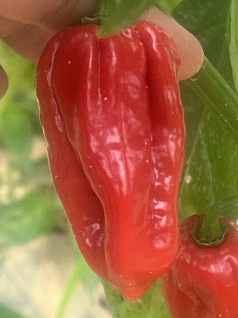 PEPPER HABANERO - Image 2