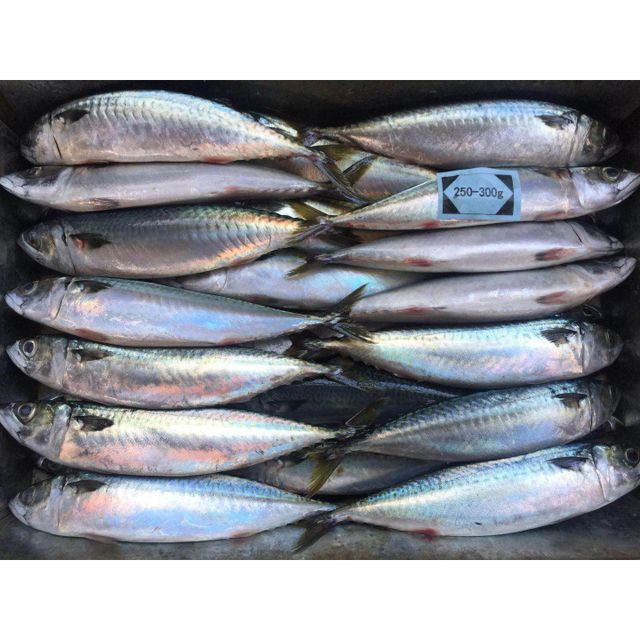 Frozen Whole Mackerel Fish (Multiple Sizes) Fat Content Up To 12% Protein Content Minimum 16% Moisture Content Not More Than - Image 1