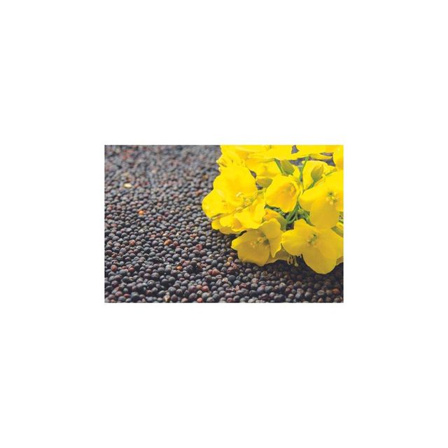 Bulk canola seeds ready for export for agricultural and food manufacturing use - Image 4