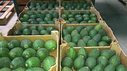 FRESH AVOCADO Iron 3% Calcium 1% Color Green Type Avocado Vitamin A 2% Magnesium 7% Cobalamin 0% Protein 2g 4% Sodium 7mg 0% - Image 3
