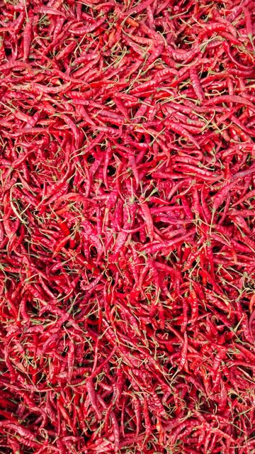 Dry Red Chillies (Teja, Sannam, Kashmiri and Byadgi) Length 5 To 8 Cm, 6 To 9 Cm Packaging 25/50 KG BAGS OR AS PER REQUIREMENTS - Image 3