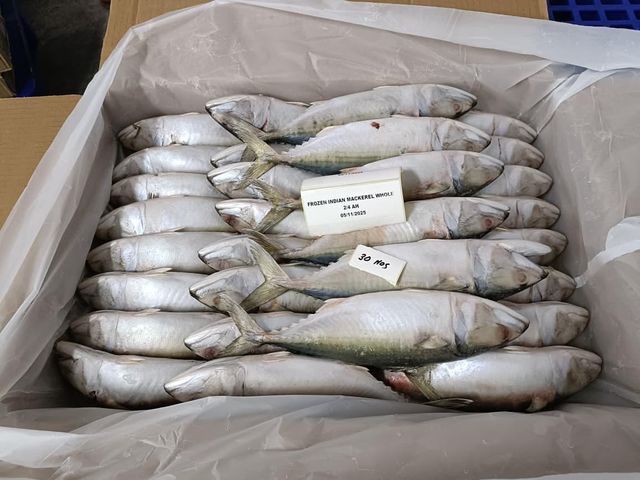 indian mackerel - Image 3