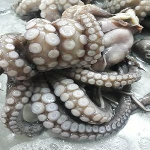 Octopus vulgaris - Image 2