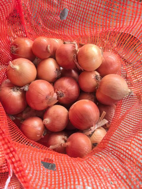 Fresh Yellow Onion, China Origin, Factory Direct Supply – product photo 4, product detail gallery