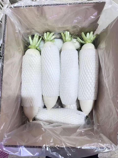 white radish Color White Texture Crisp, Juicy Weight 0.5–2kg Per Piece Origin Premium Planting Areas In China Logistics Reliable Cold-chain Logistics - Image 5